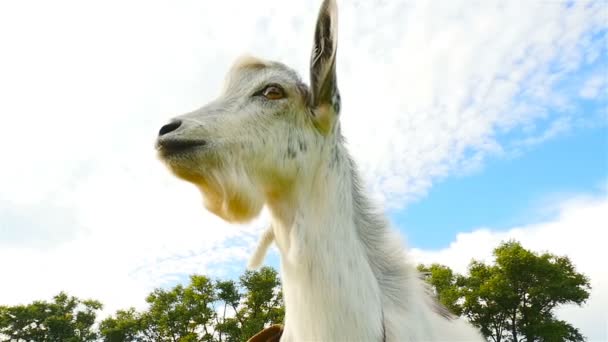 Een nieuwsgierig geit kijkt in de camera. Close-up. Slow motion — Stockvideo