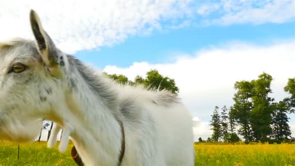 Une curieuse chèvre touche la caméra. Drôle de visage d'animal. Gros plan. Mouvement lent — Video