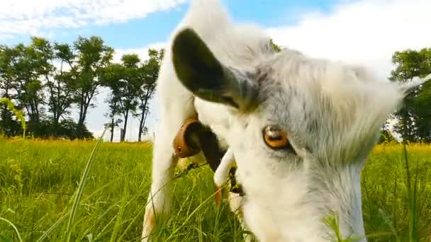 La chèvre mange de l'herbe verte dans la prairie. Gros plan. Mouvement lent — Video