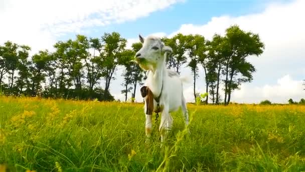 Bela cabra. Grama verde. Céu azul. A câmara afasta-se. Movimento lento — Vídeo de Stock