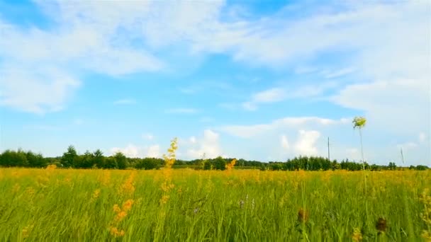 Vackra fält med grönt gräs och blå himmel. Höstlandskap. Kameran flyttas framåt. Slow motion — Stockvideo