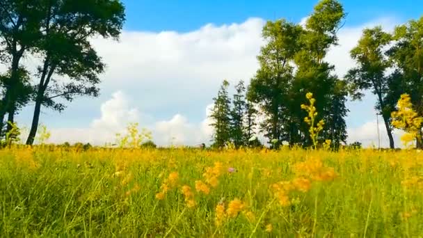 Beautiful landscape. Camera in motion — Stock Video