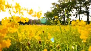 Çiçekler olan bir alana. Ağır çekim. Hareketli kamera