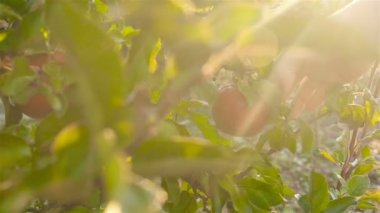 El bir ağaçtan elma alır. Ağır çekim