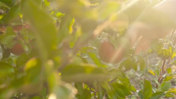 Une femme cueille une pomme dans un arbre. Mouvement lent — Video