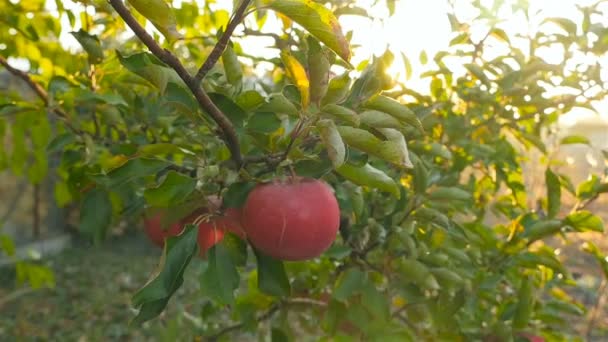 Egy nő tépi az alma a fán. Gyönyörű nap sugarai a levelek a fa. Lassú mozgás — Stock videók