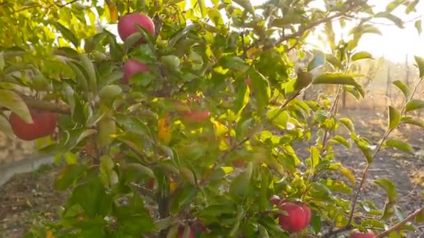 Vackra träd med röda äpplen. Solen strålar. Kameran i rörelse — Stockvideo