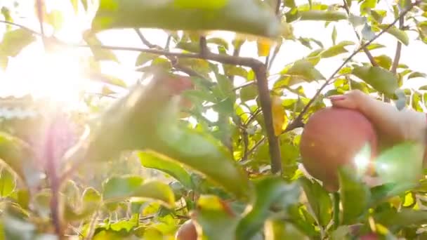 La mano recoge una manzana de un árbol. Hermoso sol. Movimiento lento — Vídeo de stock