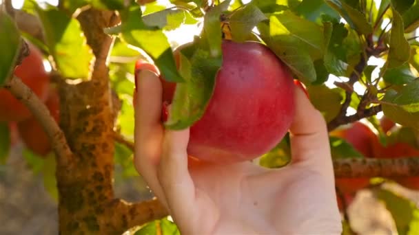 Ženská ruka sbíráme červené jablko. Krásné sluneční paprsky — Stock video