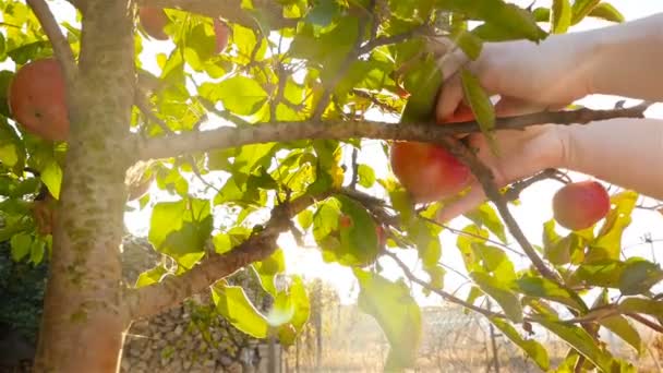 Uma mulher a apanhar maçãs de uma árvore. Close-up. Movimento lento — Vídeo de Stock