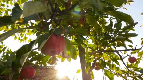 Primer plano de una manzana en el árbol. Hermosa luz del sol. Movimiento lento — Vídeo de stock