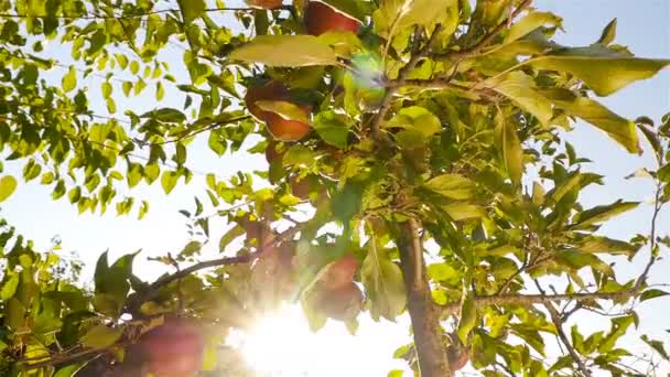 Árvore com belas maçãs vermelhas. Linda luz do sol — Vídeo de Stock