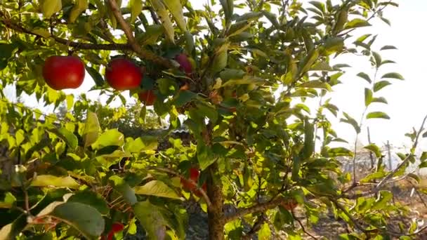 Hermoso árbol con manzanas rojas. Los rayos brillantes del sol brillan a través de las hojas. La cámara está bajando. — Vídeo de stock