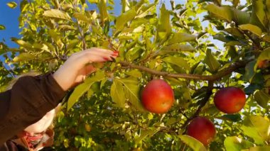 Güzel kız bir ürün elma toplar. Yakın çekim. Ağır çekim. Güneş ışınları