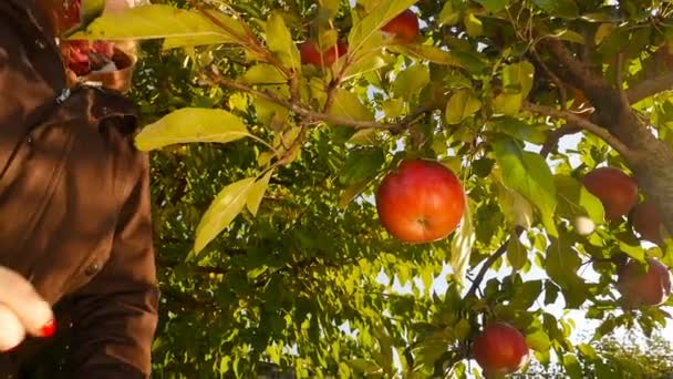 Hermosa chica recoge una manzana de un árbol. Amanecer. Primer plano. En cámara lenta. — Vídeos de Stock