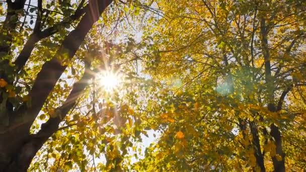 明るい太陽の光。黄金色の秋 — ストック動画