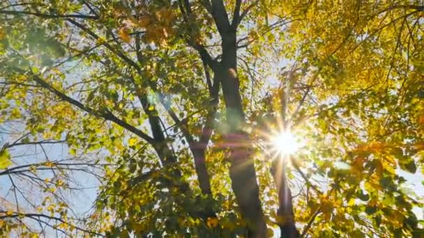 Gyönyörű őszi fák. A napok sugarak süt a levelek — Stock videók