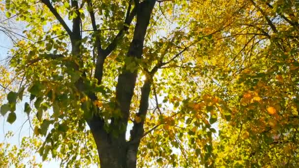 Hermoso Otoño Hermosos Árboles Con Hojas Amarillas Rayos Solares — Vídeos de Stock