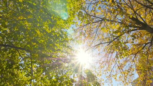 Musim gugur emas. Cahaya terang matahari melalui pohon-pohon — Stok Video