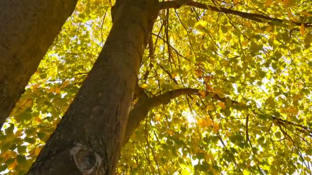 Jesienne drzewa. Pięknej jesieni. Żółte liście — Wideo stockowe