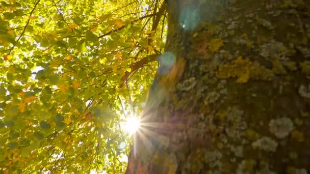 Bellissimi raggi autunnali del sole. Foglie gialle. Macchina fotografica in movimento — Video Stock