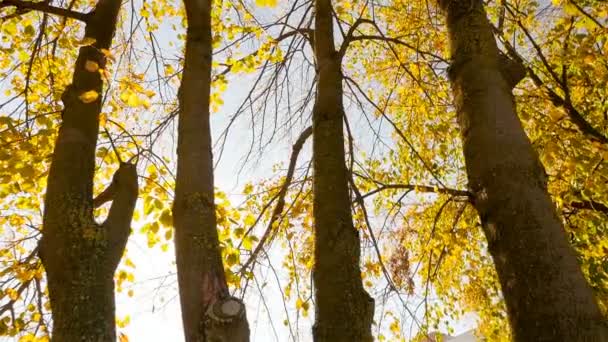 Il sole splende tra gli alberi. Macchina fotografica in movimento — Video Stock