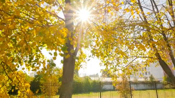 Bellissimo paesaggio autunnale. Luce del sole. Macchina fotografica in movimento — Video Stock