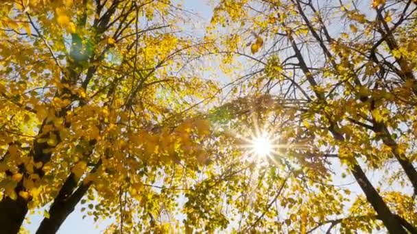 Paesaggio d'autunno. Belle foglie gialle. Brillante sole. Macchina fotografica in movimento — Video Stock