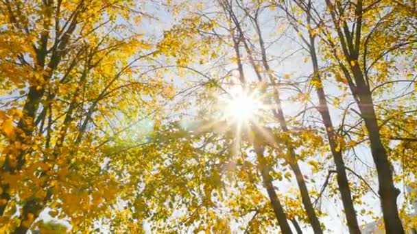 O sol brilha através das folhas. Belo Outono. Câmera em movimento — Vídeo de Stock