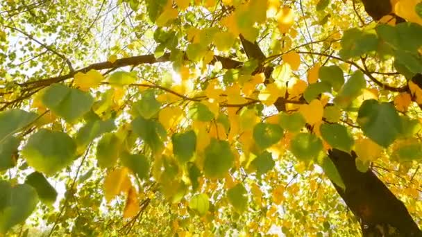 Luzes de sol bonitas através das folhas das árvores. Câmera em movimento — Vídeo de Stock
