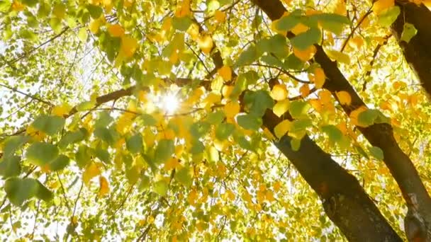 Hermosos árboles otoñales. Rayos de sol brillantes — Vídeo de stock