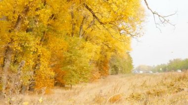 Sonbahar düşen yapraklar. Ağır çekim