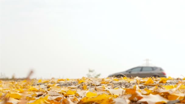 Rychle projíždějící auta. Zlatý podzim — Stock video