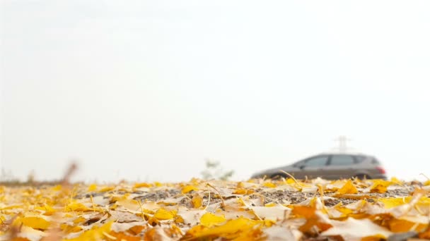 Auto di passaggio veloci. Autunno d'oro — Video Stock