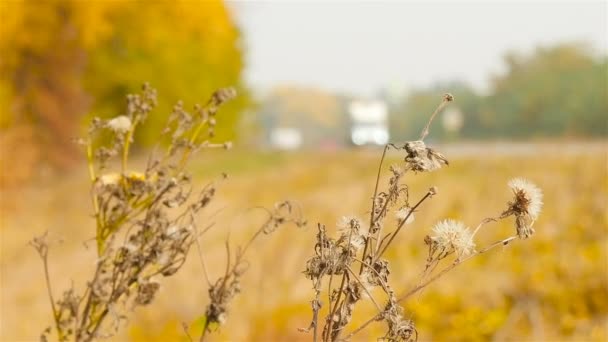 Paesaggio d'autunno. Auto sfocate che guidano sullo sfondo — Video Stock
