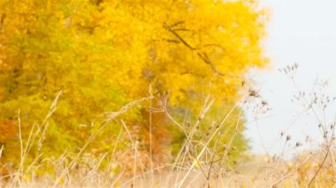 Sonbahar düşen yapraklar. Arka plan bulanık. Ağır çekim