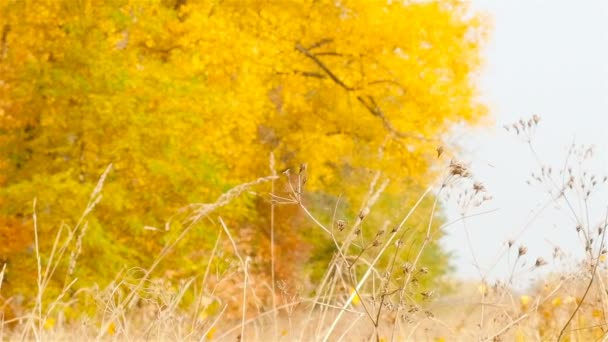 Autumn fallen leaves. Blurred Background. Slow motion — Stock Footage Autumn fallen leaves. Blurred Background. Slow motion Royalty Free Stock Footage