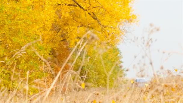 Feuilles tombées d'automne. Voitures conduisant sur le fond — Video