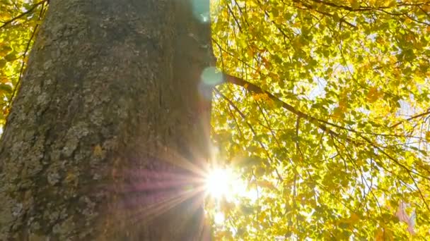 De zon verschuilt zich achter een boom. Mooie herfst. Camera in beweging — Stockvideo