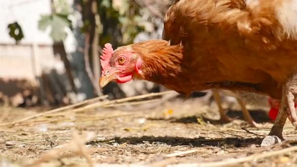 Красивая курица ест зерно — стоковое видео