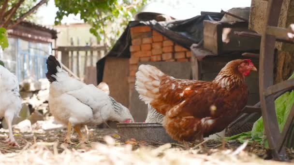 Binnenlandse kippen in de tuin. Slow motion — Stockvideo