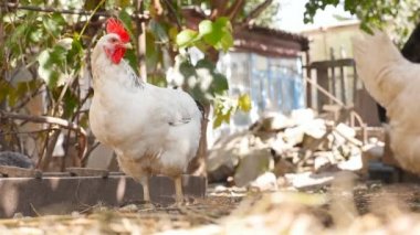 Güzel beyaz tavuk. Kırsal. Ağır çekim Hd