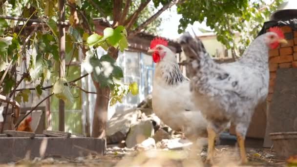 As galinhas andam no quintal. Movimento lento — Vídeo de Stock