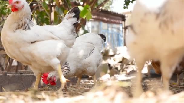 Lindas galinhas caminhando pelo quintal da aldeia — Vídeo de Stock