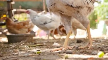 Tavuk yerde yürür. Yakın çekim. Ağır çekim