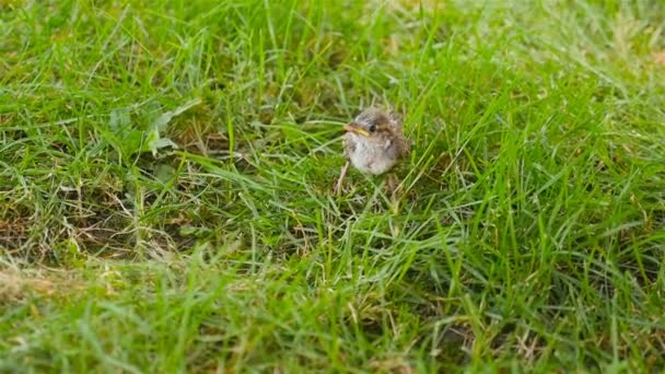 小さなスズメが草に巣から落ちた. — ストック動画