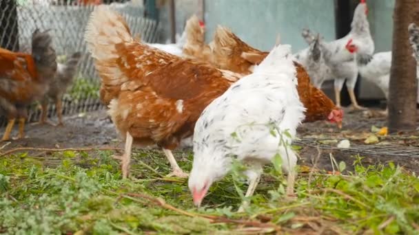 Les poulets mangent de l'herbe verte. Mouvement lent — Video