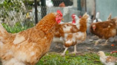 Genç tavuk yeşil ot yer. Ağır çekim