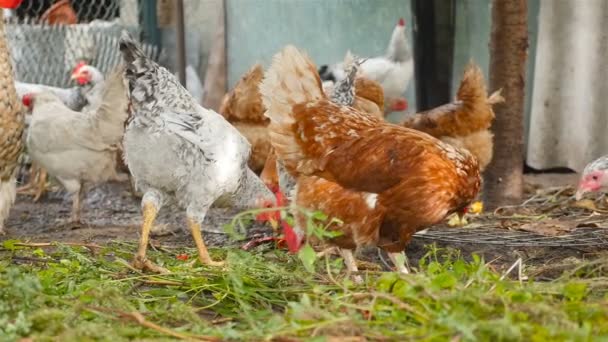 De beaux poulets mangent de l'herbe dans la cour. Cour de campagne. Mouvement lent 