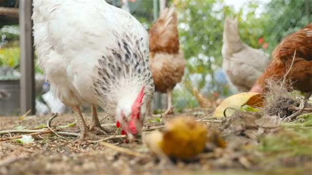 Los pollos pastan al aire libre. Movimiento lento — Vídeo de stock